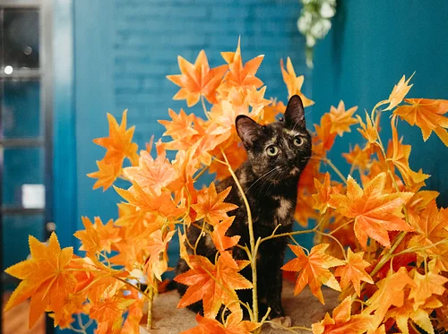 Happy Hour – Drink Specials & Catnip!