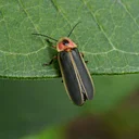 Tales on the Trails – Lightning Bugs