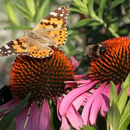 Great Southeast Pollinator Census