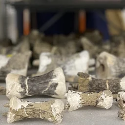 Fossil Corner at the State Fair