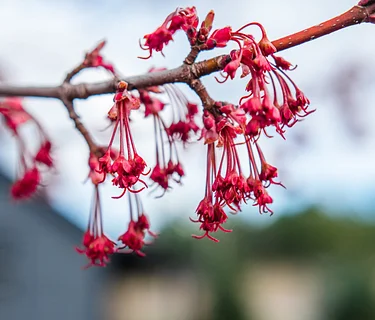 UNCERTAINTY ACADEMY: Adirondacks