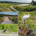 Cold Brook Eco-Restoration Tour