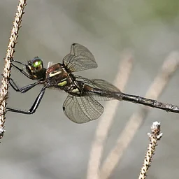 Searching for the Endangered Hines Emerald Dragonfly