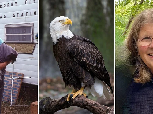 Return to the Sky: The Reintroduction of the Bald Eagle