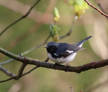 Destination Birding with a Scone: Bridle Trail (Hingham)