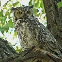 Kids Nature Clubhouse-NO EVENT MONTH OF JULY