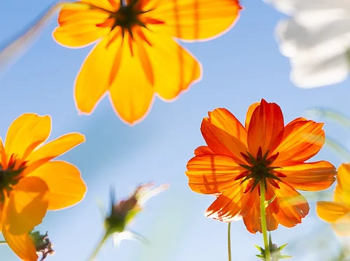 Sustainable Yard and Garden Prep