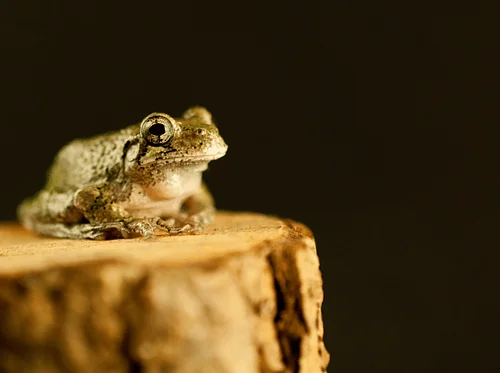 Introduction to PA Reptiles & Amphibians – Frick Environmental Center
