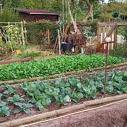 Garden Basics: Planting Out Cool Weather Crops
