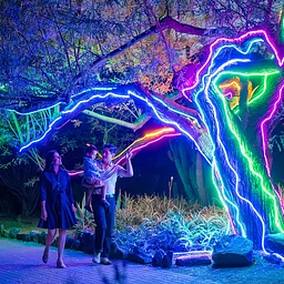 Desert Oasis Garden After Dark