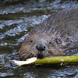 Beaver Walk & Talk