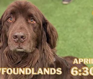 Newfoundland Meet Up