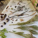 Creating with Nature: Nature Journaling