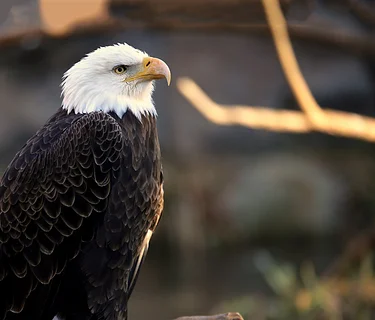 American Eagle Day