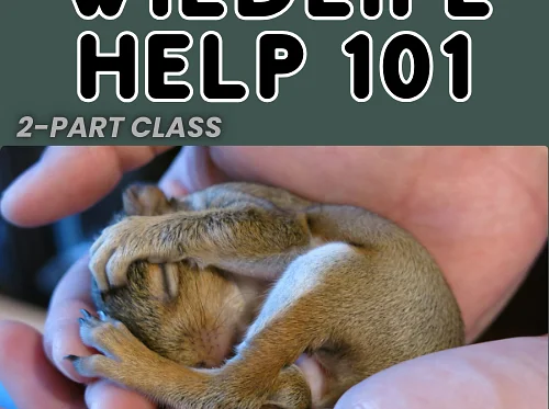 Wildlife Help 101