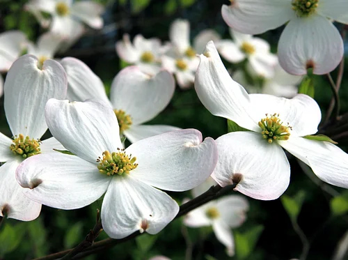 Earth Day Tree Giveaway