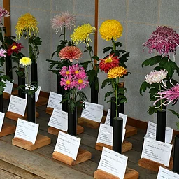 A Festival of Fabulous Mums