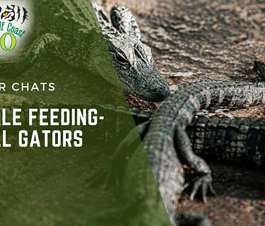 Reptile House Keeper Chat