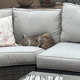Lecture – Backyard Wildlife