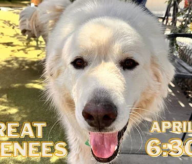 Great Pyrenees Meet Up