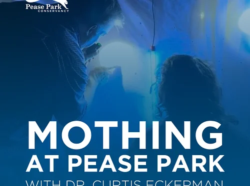 Mothing at Pease Park with Dr. Curtis Eckerman