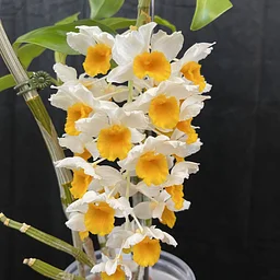 Grow Orchids in Water: Semi-Hydroponic Orchid Growing Talk & Demo