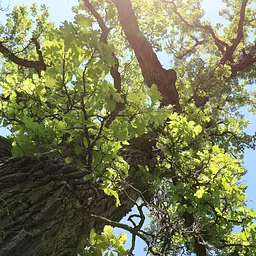 Walk & Talk: Champion Tree Hike