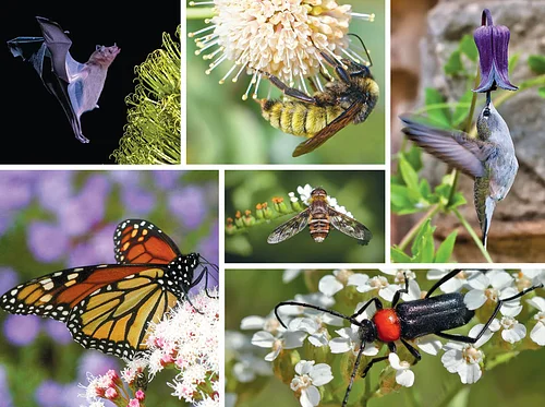 Texas Pollinators