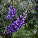 California Native Plant Society Meeting