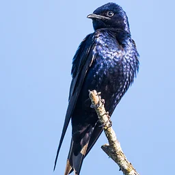 July Birding at Shawangunk Grasslands