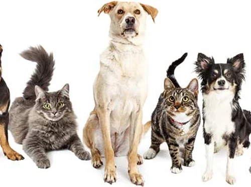 Anti Rabies Clinic – April 19th