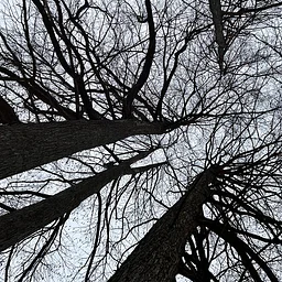 Winter Tree Mysteries