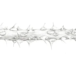 Botany for Botanical Illustration