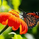 August Weekend Butterfly ID Class & Walk