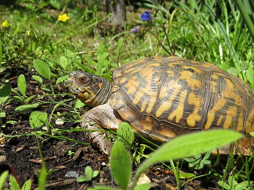 Terrific Turtles of MD