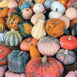 Dallas Farmers Market Daily Pumpkin Patch