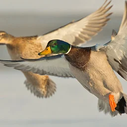 Youth Waterfowl Weekend
