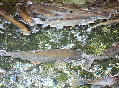Berkshire National Fish Hatchery Hike in New Marlborough and Fly Tying Clinic