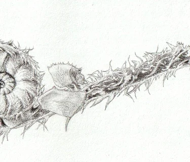 Patterns in Plants: Spirals, Branching, and More