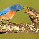 Bluebird Nesting Box Tour