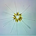 Science Saturday: Microworld