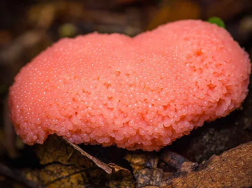 Beginner’s Mushroom ID at Dead Man’s Hollow