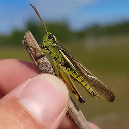 Grasshopper Walk with Brad Von Blon