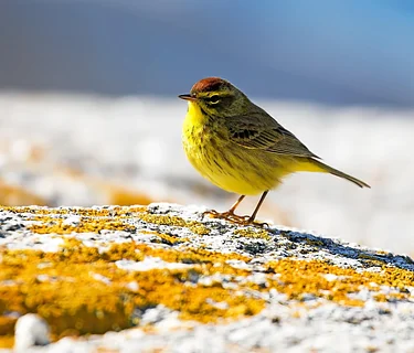 Early Spring Bird Walk