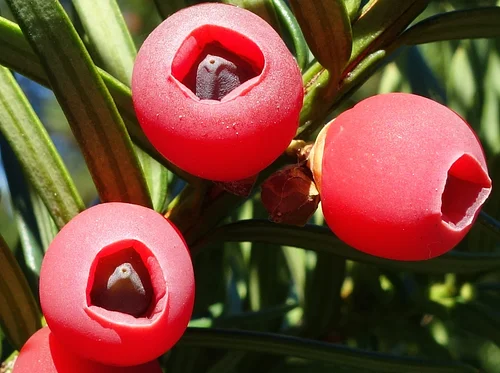 Poisonous Plants