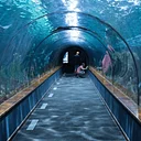 Van Trip to the Shedd Aquarium