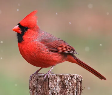 Birdwatch Journal & Scavenger Hunt: May 6, 2026