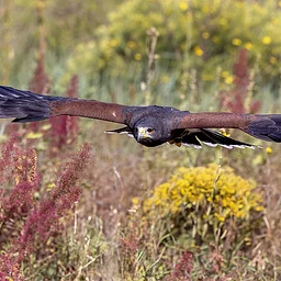Raptor Education