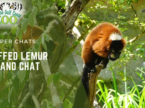 Ruffed Lemur Island Chat