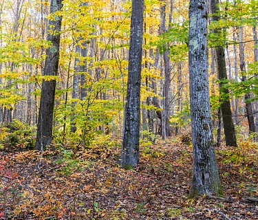 Get to Know Your Preserves Summer Series: Fuller Forest Preserve